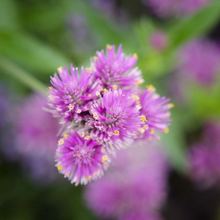 Framed Cropped Garden Flowers IV Print