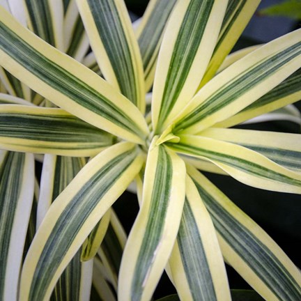 Framed Cropped Garden Leaves I Print