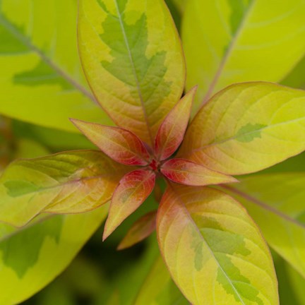 Framed Cropped Garden Leaves III Print