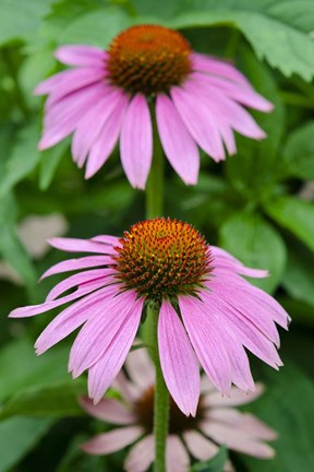Framed Pink Coneflowers II Print
