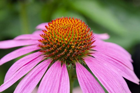 Framed Pink Coneflowers III Print