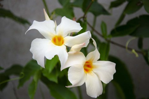 Framed Garden Array IV Print