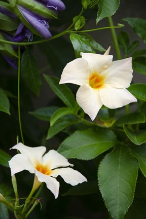 Framed Garden Array V Print