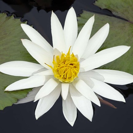 Framed Water Lily Flowers V Print