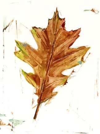 Framed Autumn Leaf Study II Print