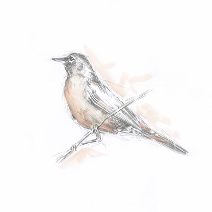 Framed Robin Bird Sketch II Print