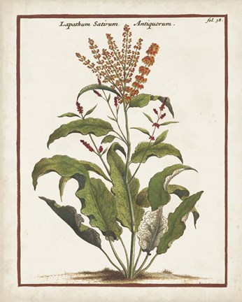 Framed Munting Botanicals I Print