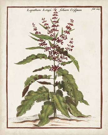 Framed Munting Botanicals II Print