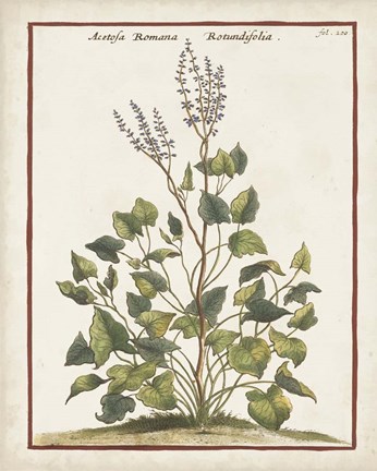 Framed Munting Botanicals V Print