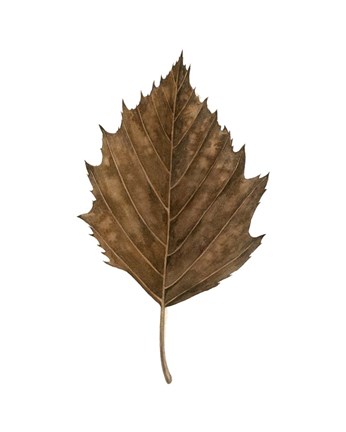 Framed Fall Leaf Study III Print