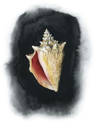Framed Conch on Black I Print