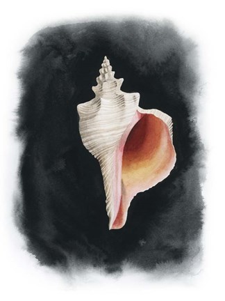 Framed Conch on Black II Print