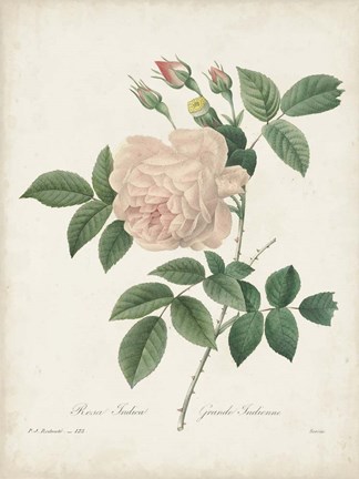 Framed Vintage Redoute Roses II Print