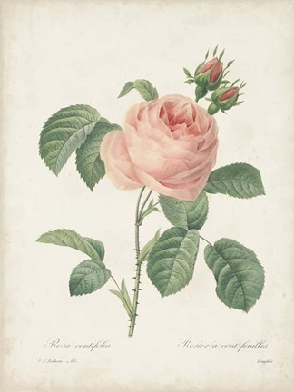 Framed Vintage Redoute Roses IV Print
