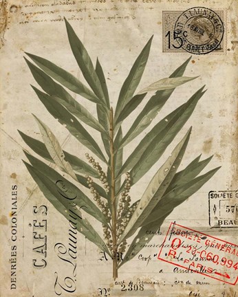 Framed Vintage Nature's Greenery I Print