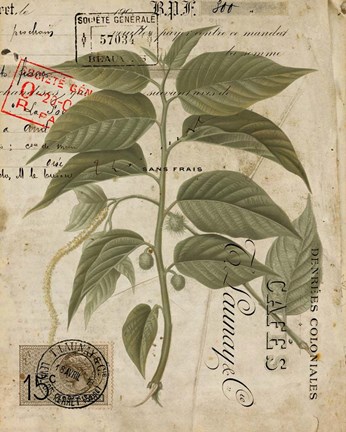 Framed Vintage Nature's Greenery II Print