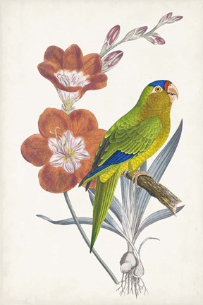 Framed Tropical Bird &amp; Flower III Print