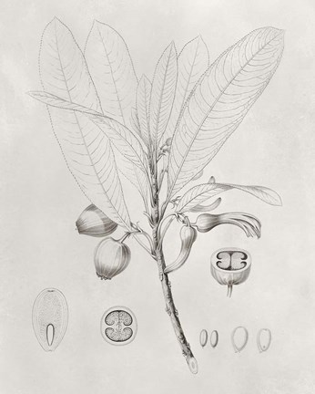 Framed Vintage Leaves I Print