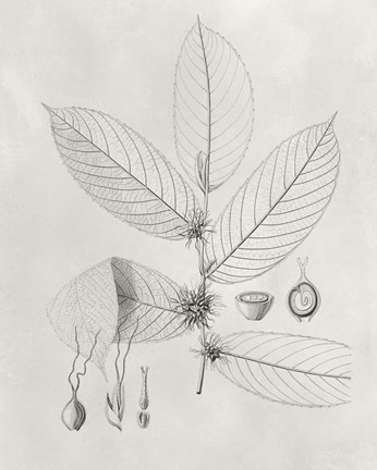 Framed Vintage Leaves II Print