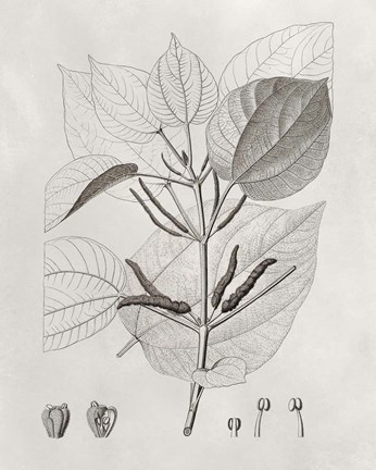 Framed Vintage Leaves III Print