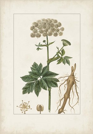 Framed Antique Turpin Botanical I Print