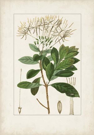 Framed Antique Turpin Botanical II Print