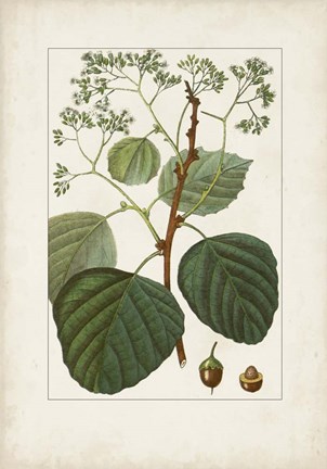 Framed Antique Turpin Botanical IV Print