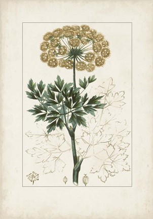 Framed Antique Turpin Botanical VI Print
