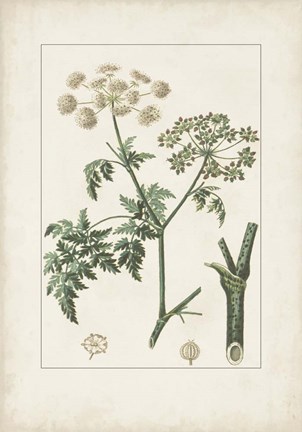 Framed Antique Turpin Botanical IX Print