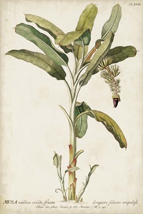 Framed Banana Palm I Print