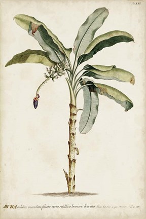 Framed Banana Palm II Print