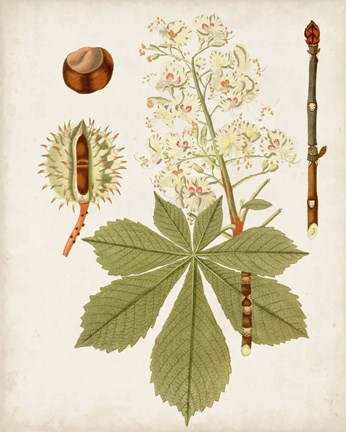 Framed Antique Leaves VIII Print