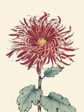 Framed Chrysanthemum Woodblock I Print