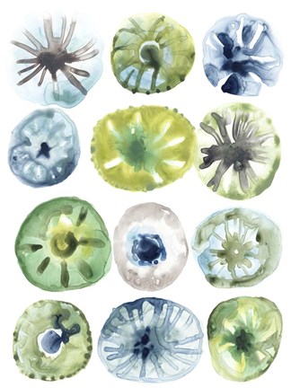 Framed Sea Urchin Assortment I Print