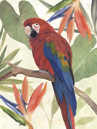 Framed Tropical Parrot Composition II Print