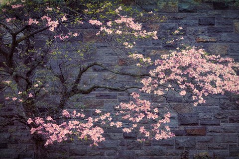 Framed Dogwood in Pink Print