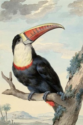Framed Red-billed Toucan, c. 1748 Print
