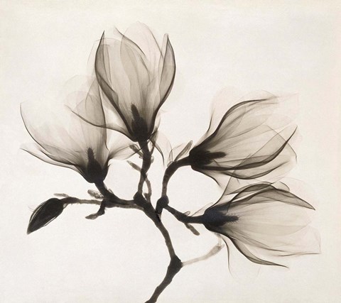 Framed Branch with Four Magnolias, 1910-1925 Print