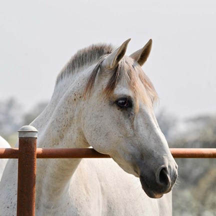 Framed White Horse 3 Print