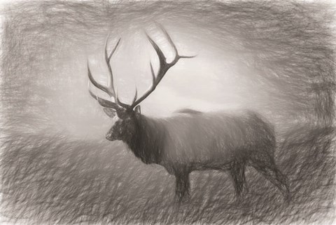 Framed Bull Elk Sketch Print