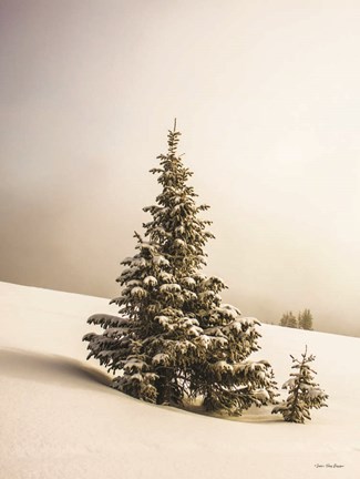 Framed Pine Trees in the Snow Print