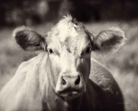 Framed Pasture Cow Print