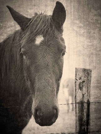 Framed Heres Looking at You I Print