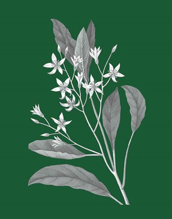 Framed Green Botanical V Print