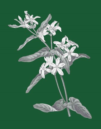 Framed Green Botanical IV Print