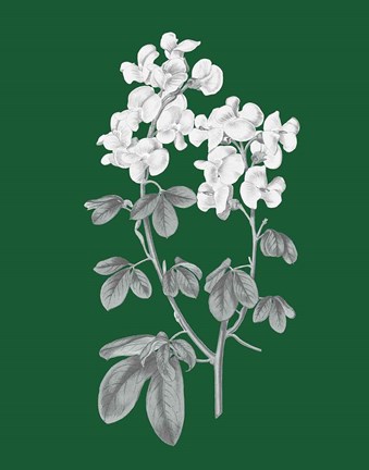 Framed Green Botanical III Print