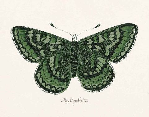 Framed Antique Butterfly I Print
