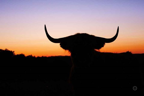 Framed Bull Set Print