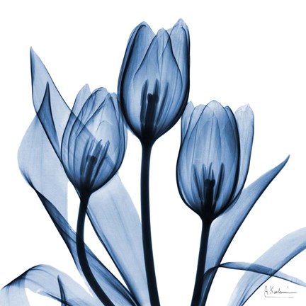 Framed Indigo Tulips Print