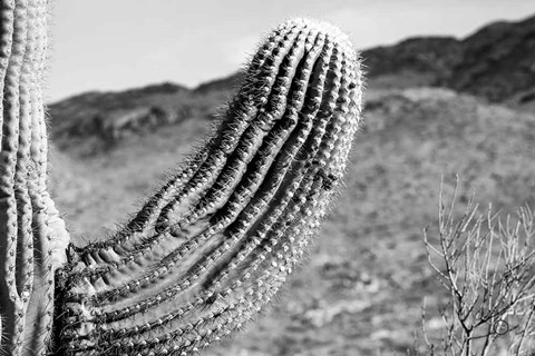 Framed Saguaro Print